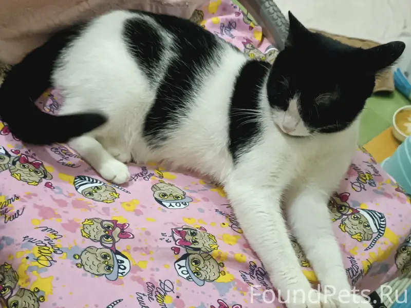 Пропала кошка Белка, Обнинск