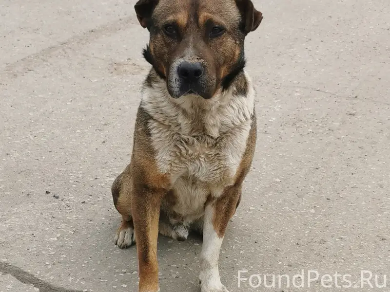 Найден пес, Московский р-н, Рязань