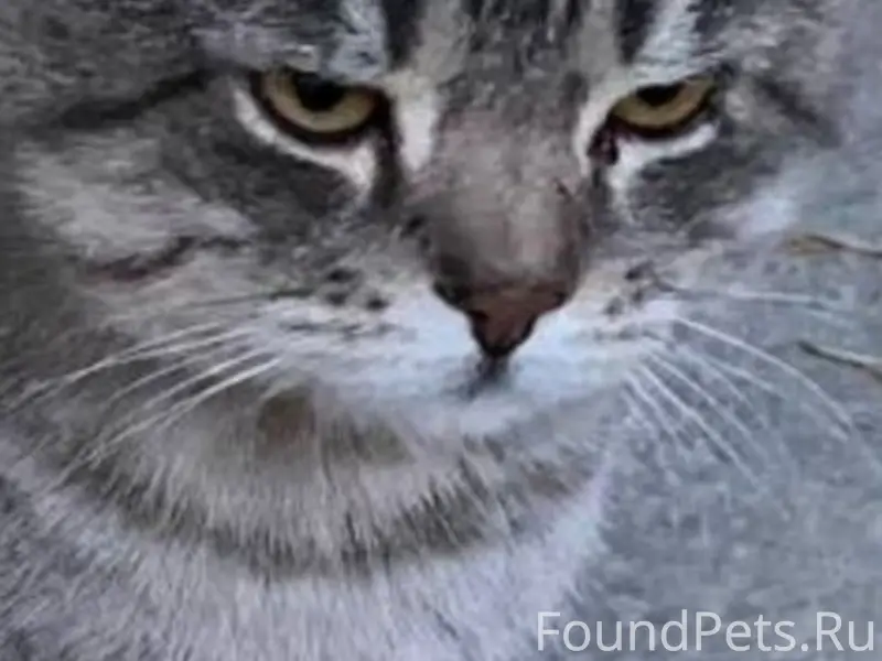 Пропал кот 