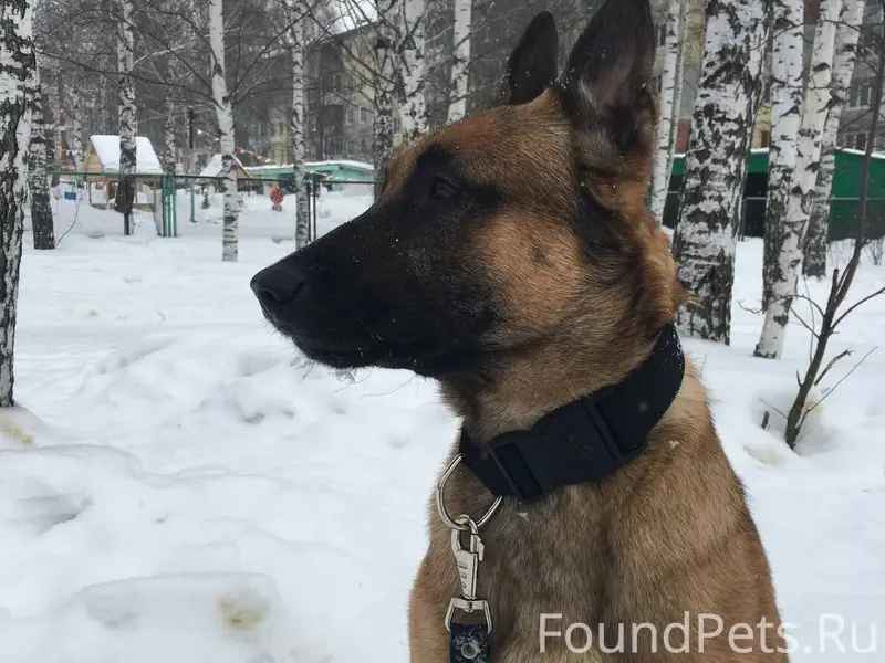 Пропал бельгийский пёс Жиган, СНТ Завьяловские сады