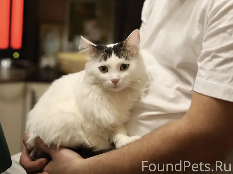 Пропала кошка Василиса, улица Сергея Акимова