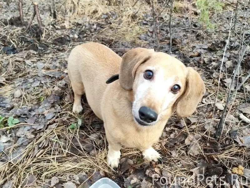 Найден пёс Арчи, лес