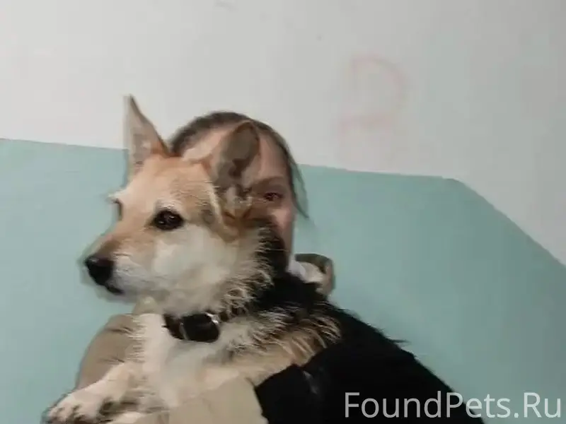 Найден пёс, пр. Героев