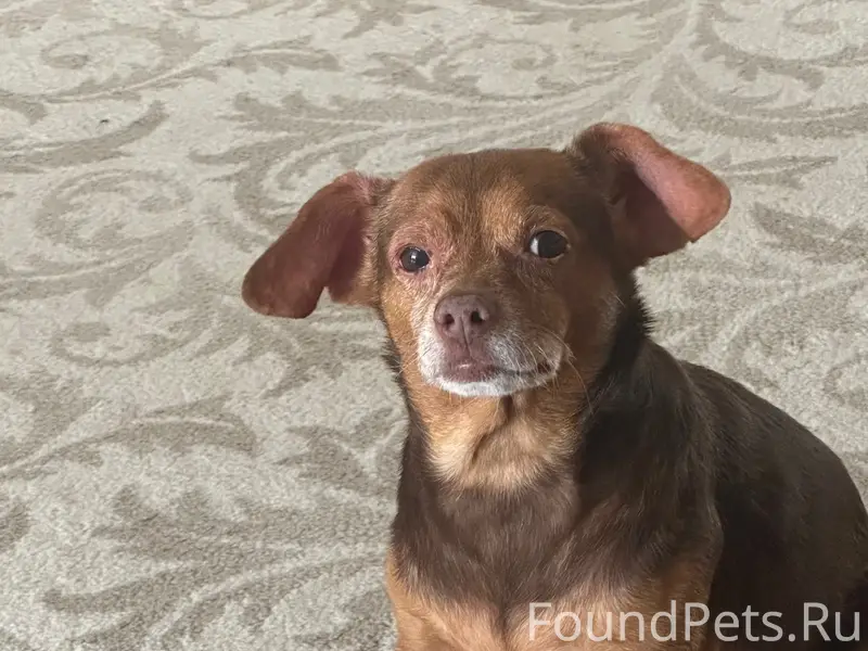 Пропал пёс Эрик