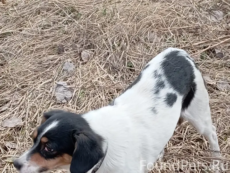 Найден пёс с чёрным ошейником, Соборная горка