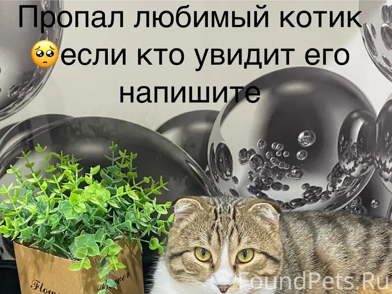 Пропал котик Тима, ПМК