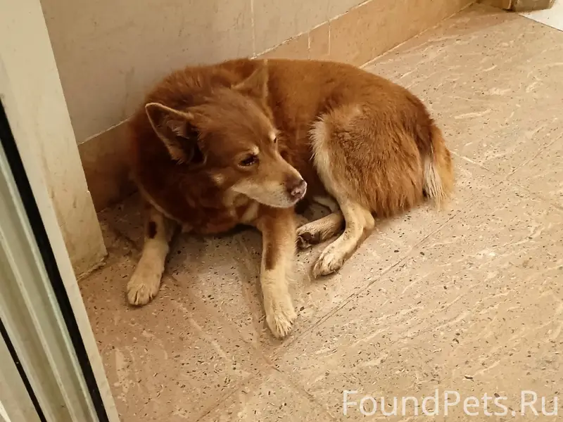 Пропала собака, возле 21-го «Д»