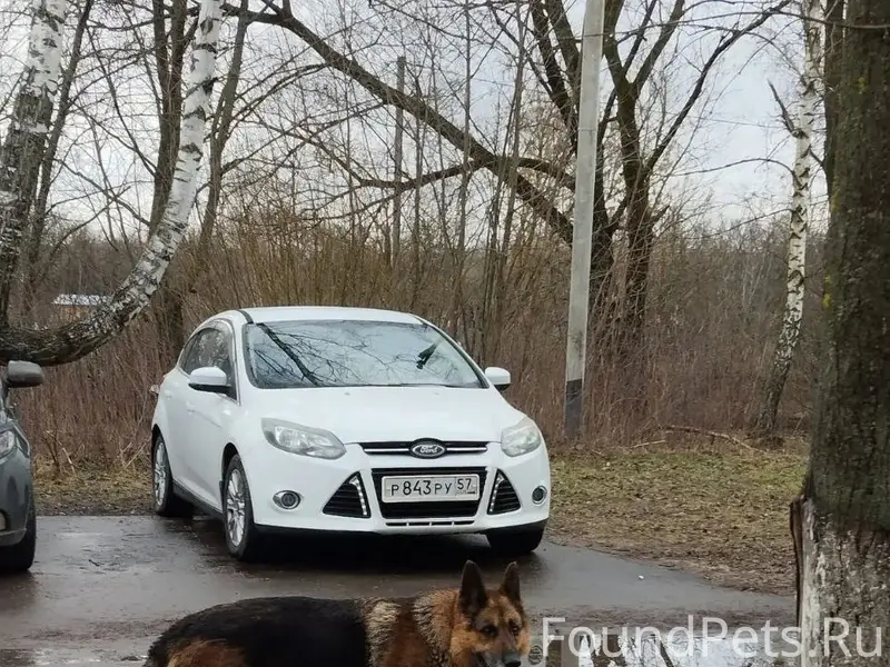 Найден кобель немецкой овчарки, Мценск