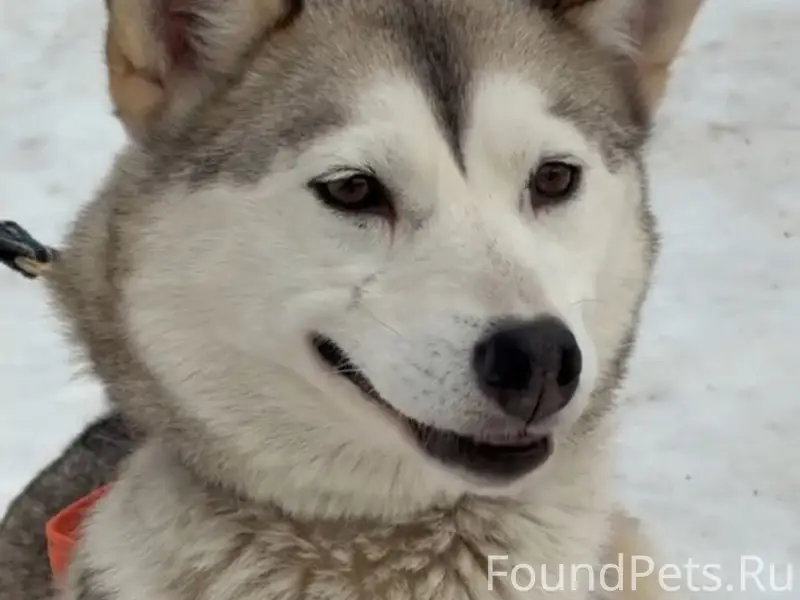 Пропали хаски и аляски Эля, Шира и Муся, Майкоп