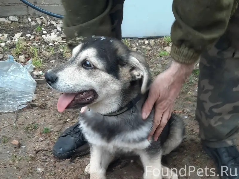 Найден щенок, Сормовский район