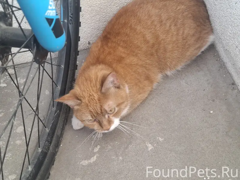 Найдена кошка, ул. Вишерская