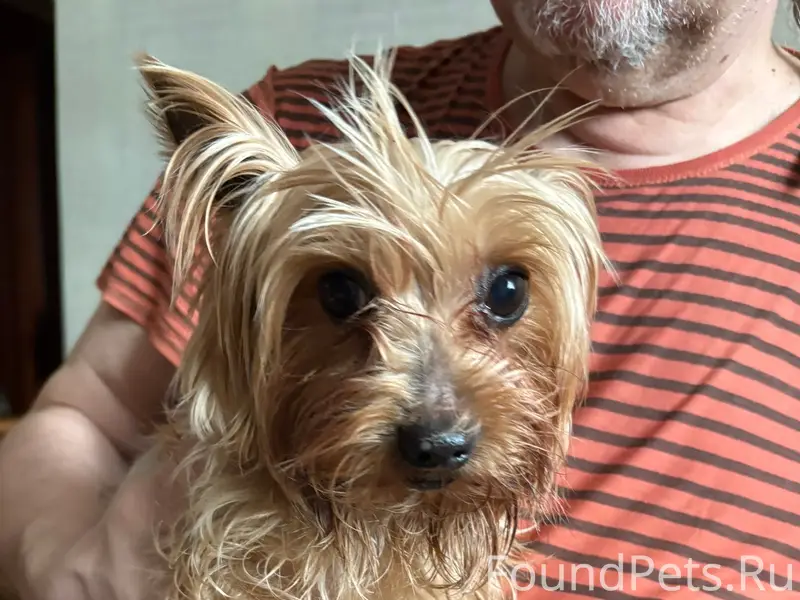 Найден йоркширский терьер, мальчик