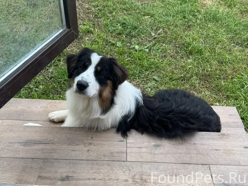 Пропала собака Арья, Завьяловский район