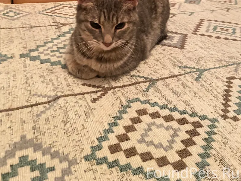 Найдена кошка, переулок Фокина 10