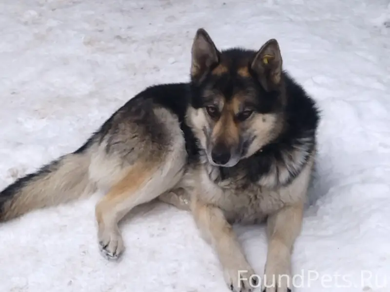Пропала собака, район нижний базар