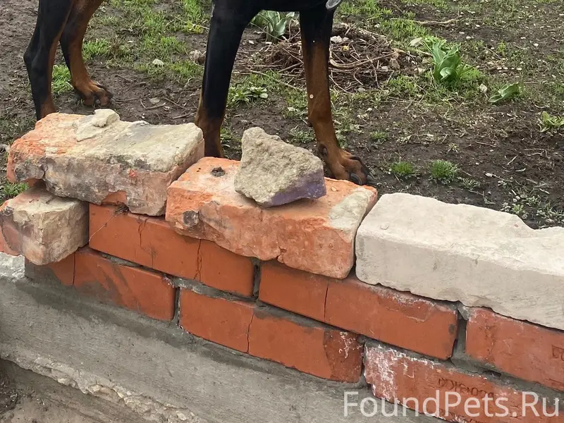 Найден доберман, предположительно сука, Вольск