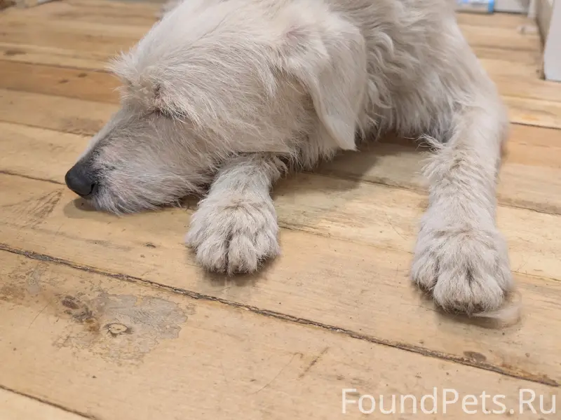 Найден щенок-подросток, город