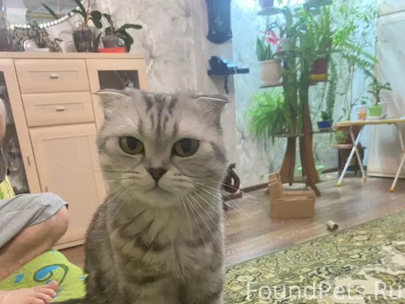 Пропала кошка Стеша, Красноярск, Пашенный