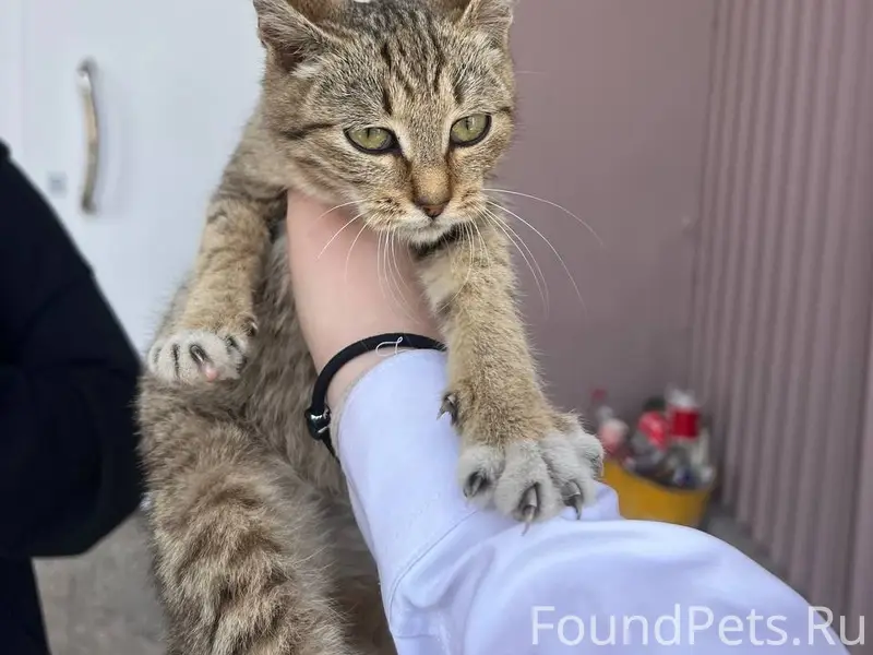 Найден котёнок, возможно девочка, возле дк Лазурный