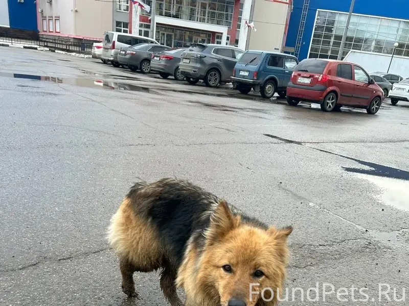 Пропала помесь овчарки, Приокский район