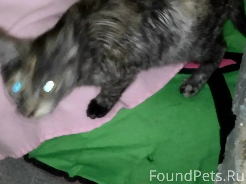 Найден котёнок, дом №2, улица Новая Жизнь