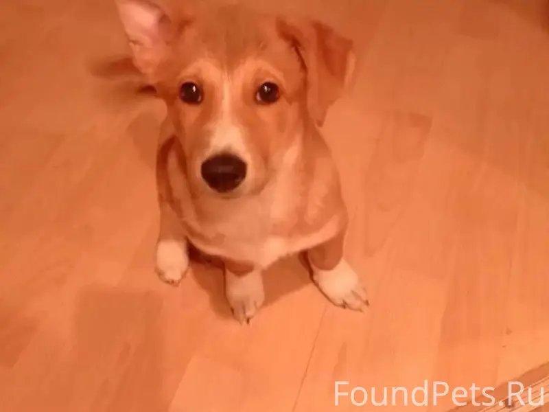 Пропала собачка, Ангарск, 18 квартал