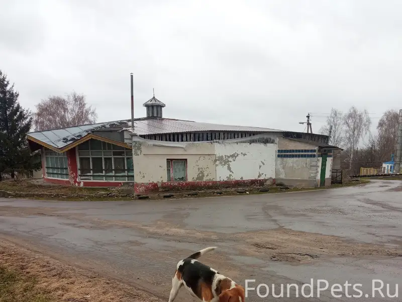 Найден охотничий пёс, Нарышкино/Совхозный