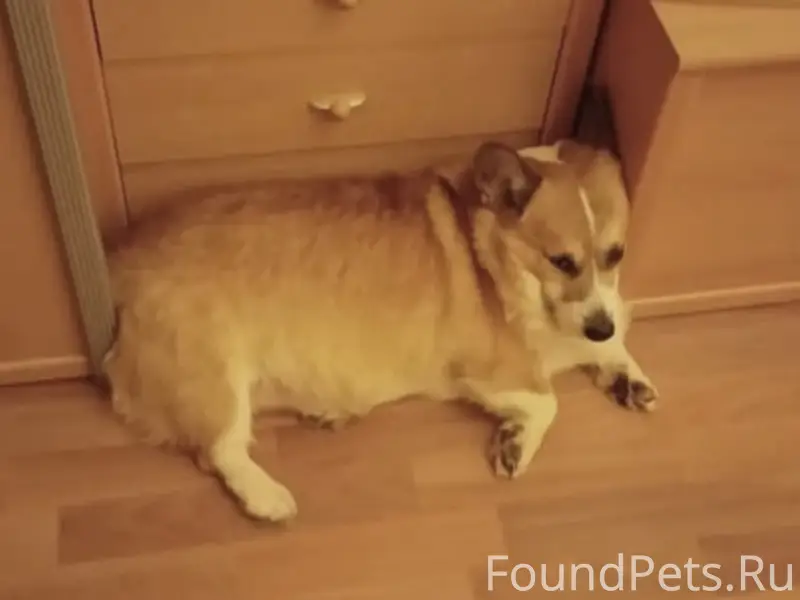 Пропал пёс, неизвестное местоположение