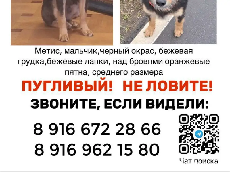 Пропал щенок, Коммунарка