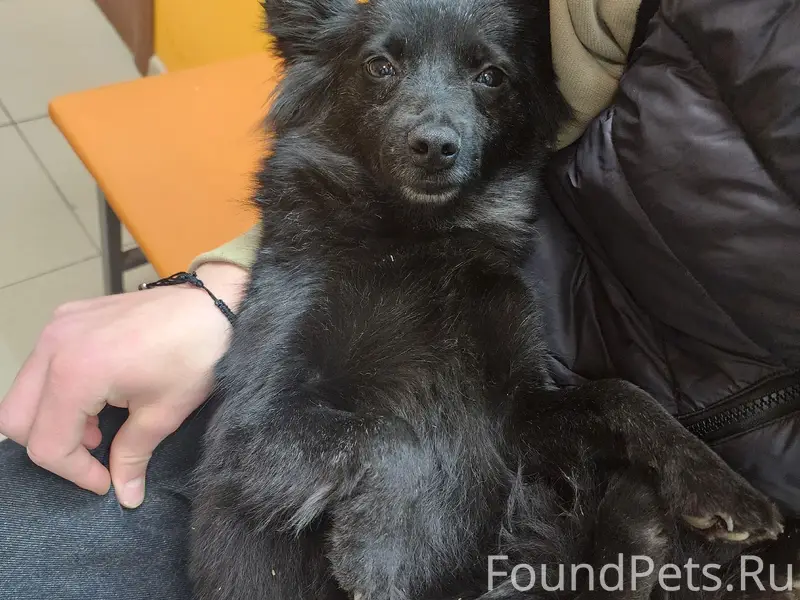 Найденна небольшая собака, ул. Усилова д. 11