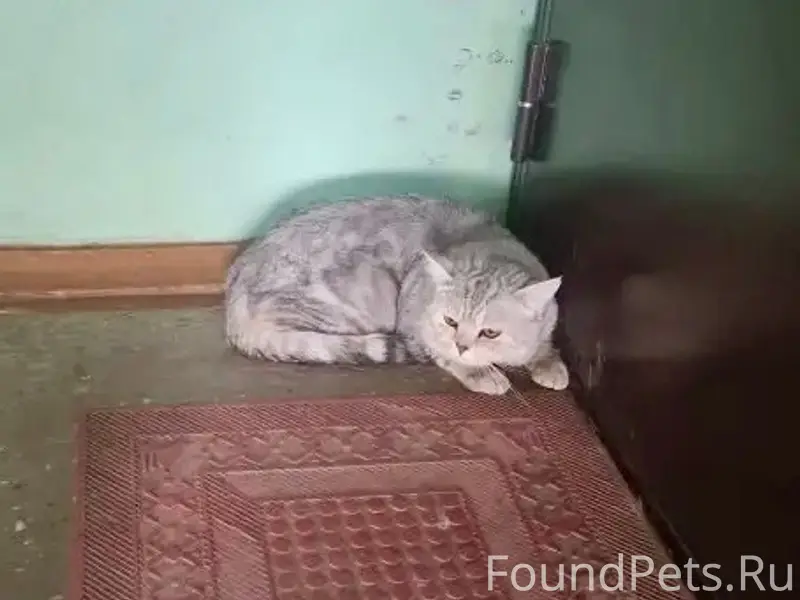 Найден кот, [место не указано]