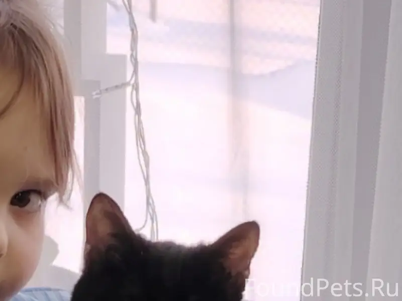 Пропал кот Сёма, район улицы Покровского