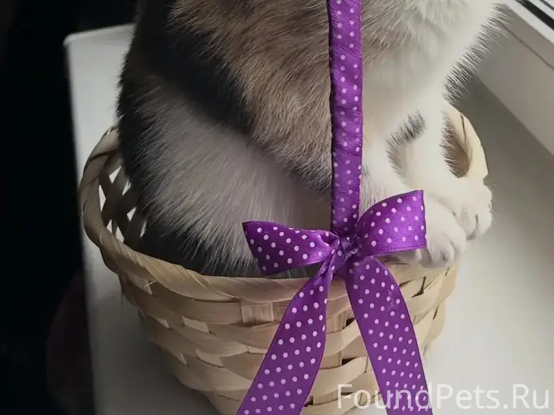 Пропала трехцветная кошка Буся, мкр Керва