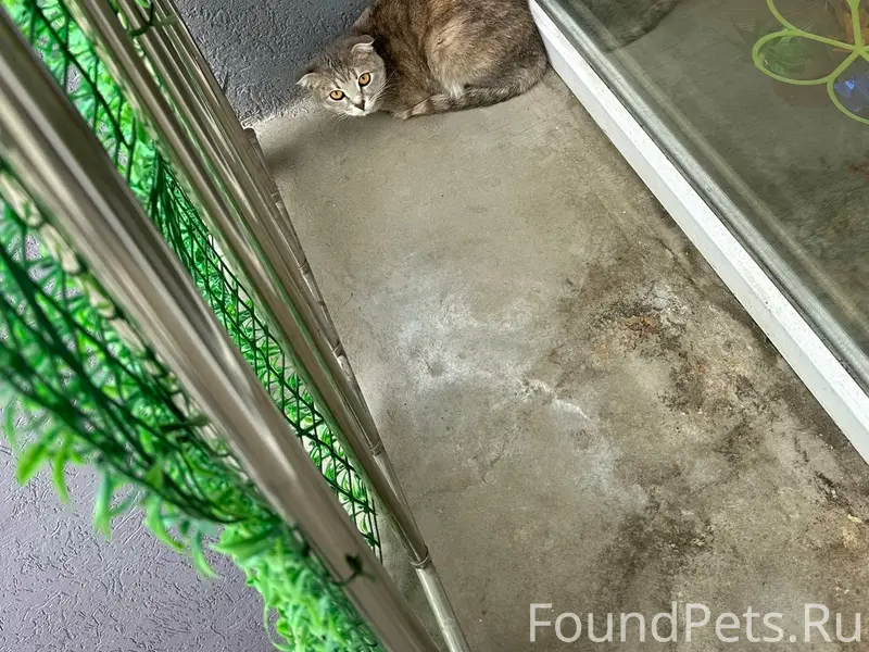 Найдена кошка, Кошелев парк