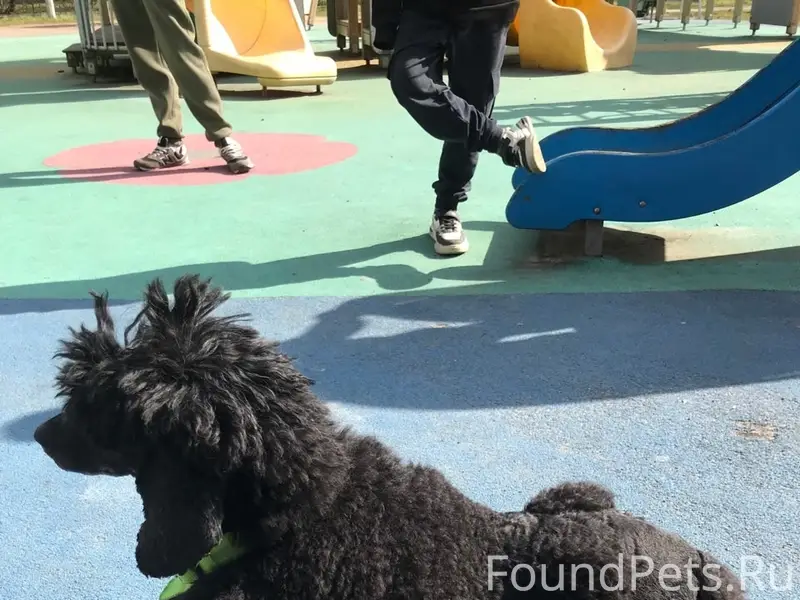 Найден пудель, чёрный, стрижка, Невский район