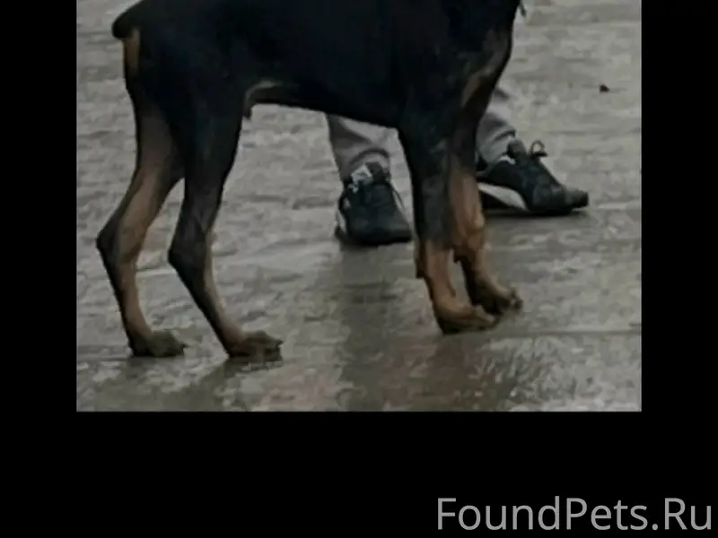 Пропал щенок доберман, район 80 Гвардейской дивизии