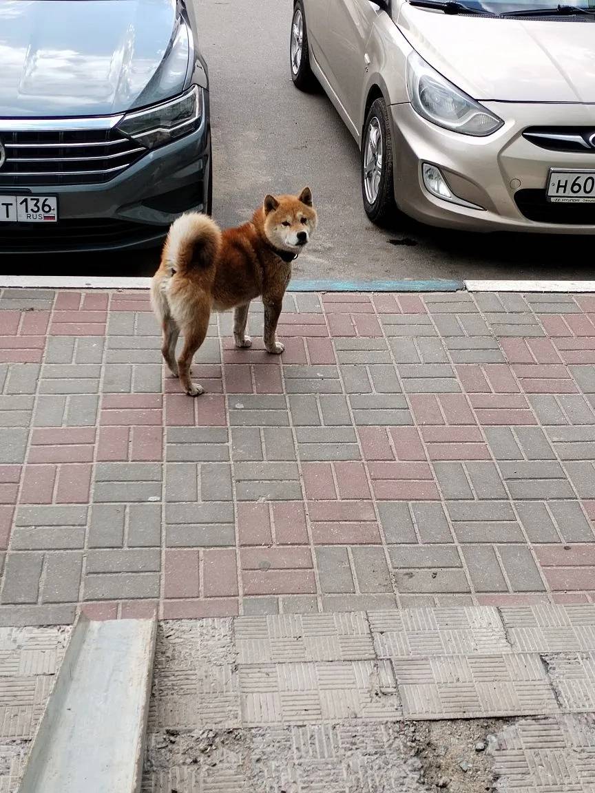 Найдена собака сиба-ину