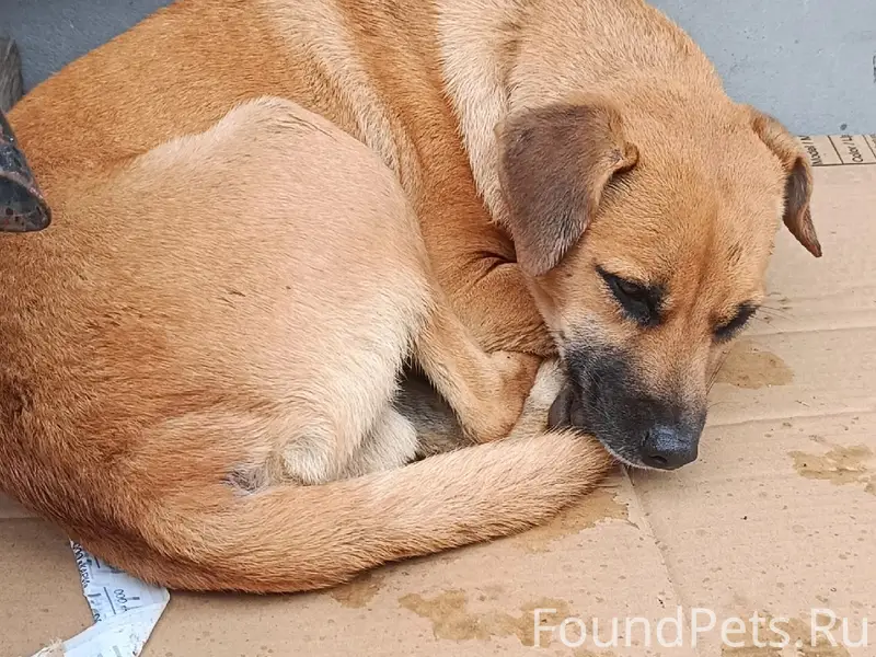 Пропал щенок Бублик, последний раз видели в Давыдовке