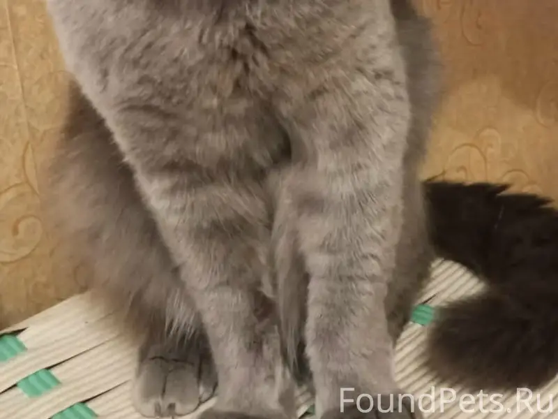 Пропал кот, центр города, ул. Челюскинцев