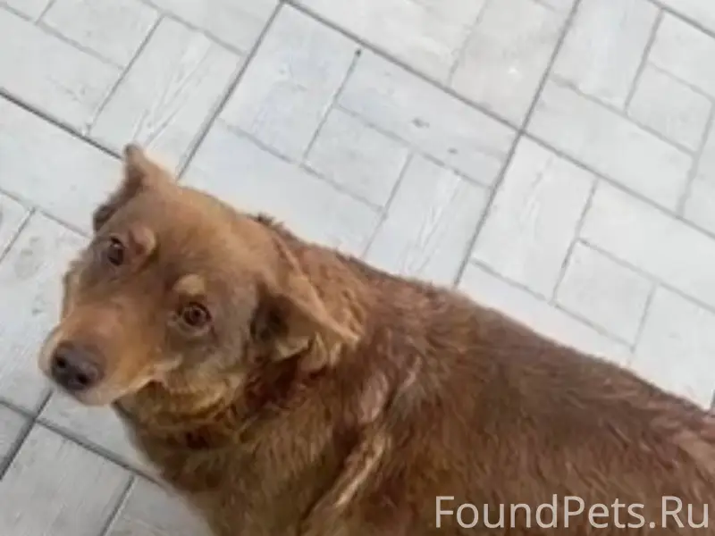 Пропала рыжая собака, Матросовская/Сенная