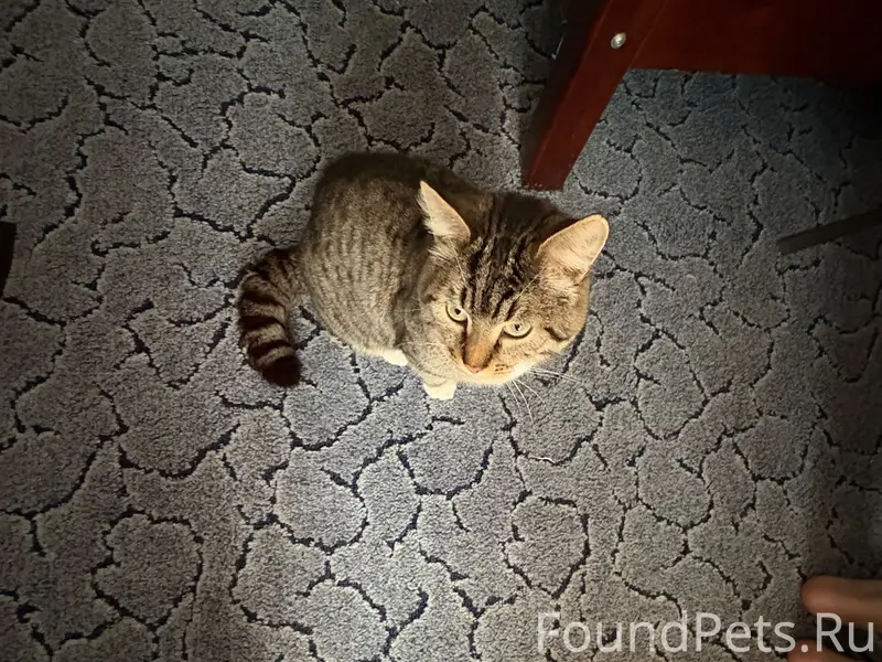 Пропал кот Митя, улица Тельмана