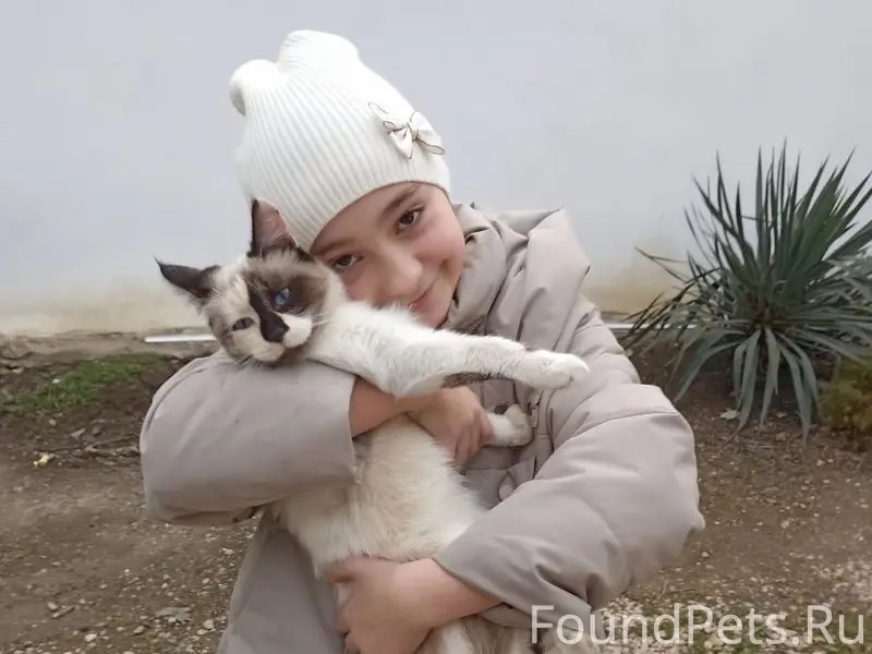 Пропала кошка, район гаи