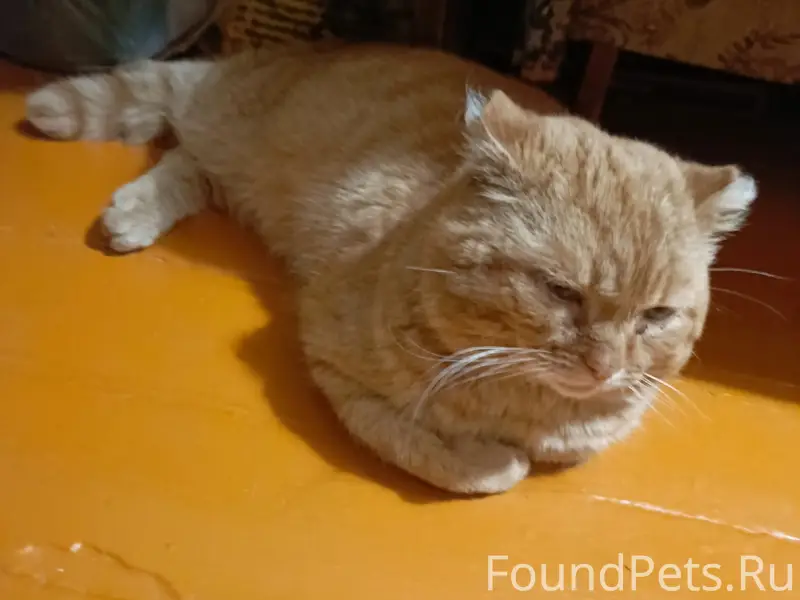 Найден кот шотландской породы, Пушкина, 8