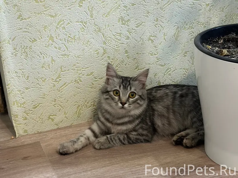 Найден котёнок-кошечка, переулок Чернышевского