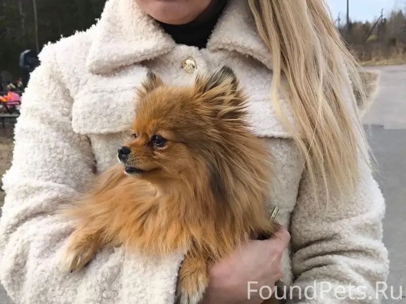 Найденна собака, Орлецы, г. Псков