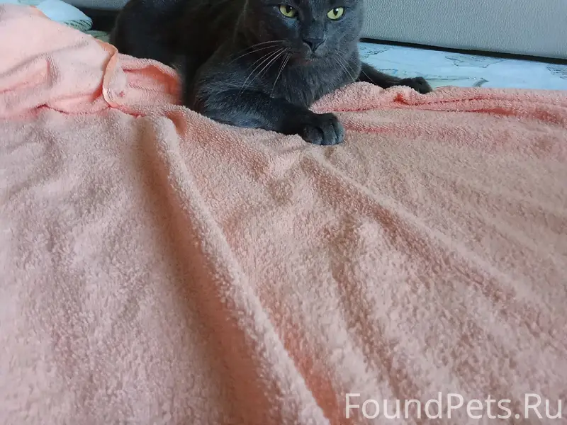 Пропал кот Ваня, д. Шатово-3