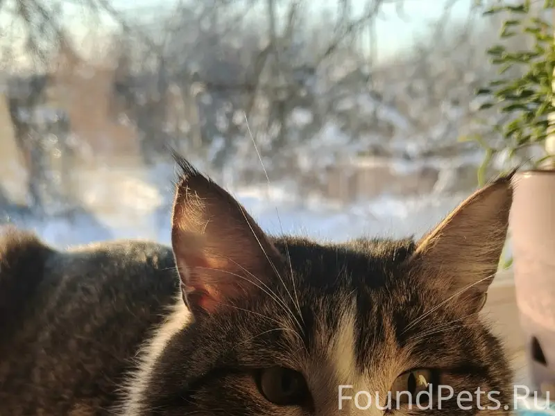 Пропал кот, п. Костенево, ул. Ленина