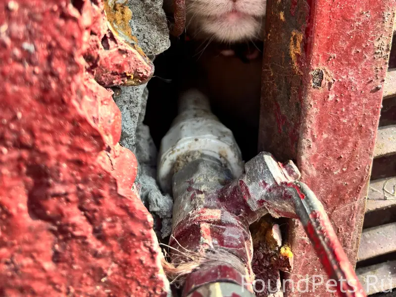 Найдена кошка, Лескова 3а