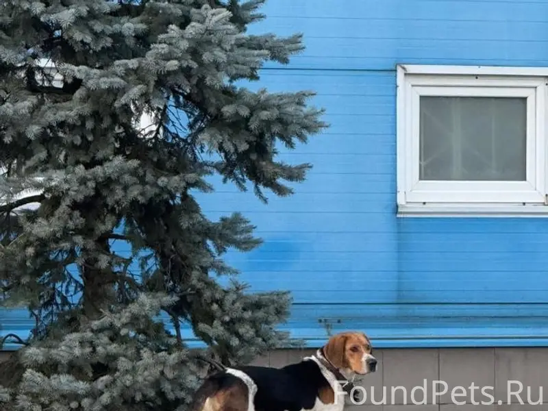 Пропал пес гончей породы, Туапсе