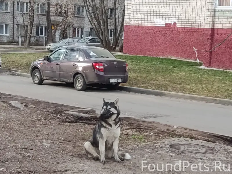 Найденна собака, Гоголя 32